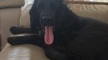 Female Cocker Spaniel for Kind Home