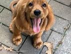 Female Cocker Spaniel Puppy