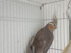 Female Cocktail