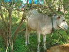 Female Cow