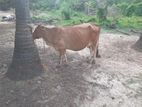 Female Cow