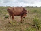 Female Cow