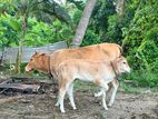 Female cow