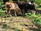 female cow