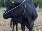 Female Cow