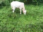 female cow