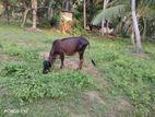 Female Cow