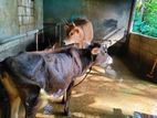 Female Cows