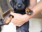 Female Dachshund Puppy