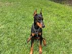 Female Doberman Dog