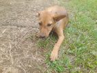 Female Dog for Kind Home