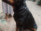 Female Rottweiler Dog