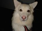 Pomeranian Dog for Crossing