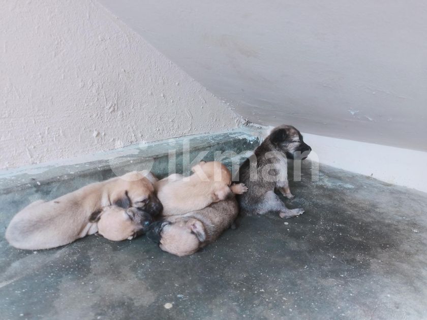Dog for Kind Home for Sale in Jaffna City ikman
