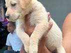 Labrador Retriever Female Puppy