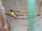 Female Finches