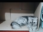 Female Persian Cat