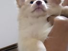 Pomeranian Puppy