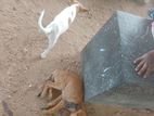 Dog for Kind Home