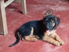 German Shepherd Female Puppy.