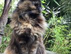 Female Persian Cat