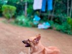 German Shepherd Dog