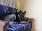 German Shepherd Female Dog