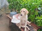 Female Labrodor Dog