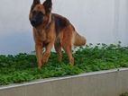 Female German Shepherd