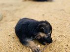 Female German Shepherd Puppies