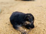 Female German Shepherd Puppies