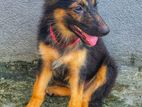 Female German Shepherd Puppy