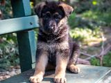 Female German Shepherd Puppy- KASL Registered
