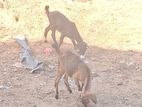 Female Goat