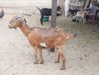 Female Goat