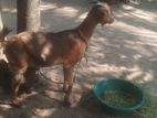 Female Goat