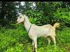 Female Goat