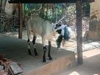 Female goat