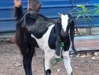 Female Goat