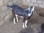 Female Goat