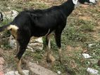 Female Goat