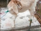 Female Goat