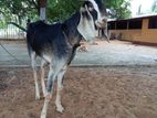 Female Goat