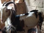 Female Goat