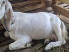 female goat