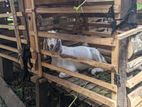 female goat