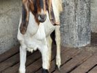 Female Goat