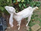 Female Goat