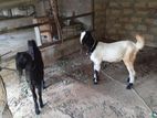 Female Goats