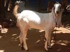 Female Goats